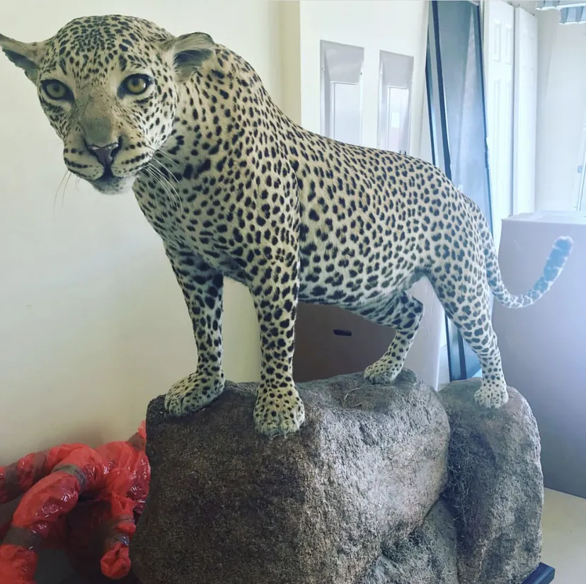 A stuffed cheetah on an artificial rock, one of the unusual items I moved at my previous job.